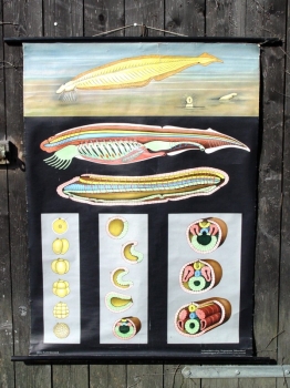 Schulwandkarte - Lanzettfisch