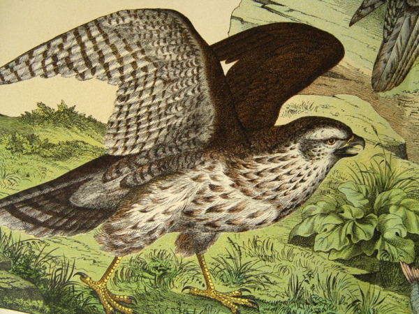alte Lithographie - Tagraubvögel