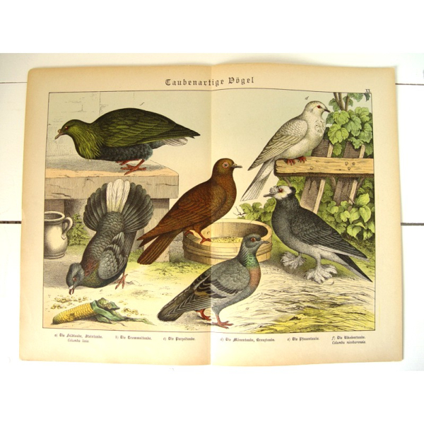 alte Lithographie - Taubenartige Vögel