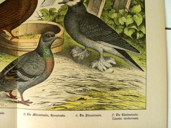 alte Lithographie - Taubenartige Vögel