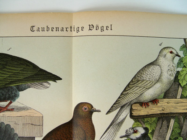 alte Lithographie - Taubenartige Vögel